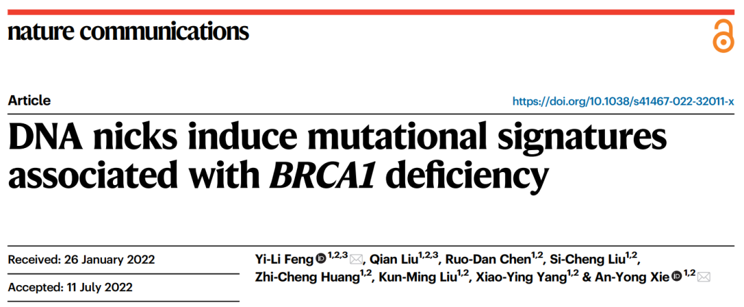 Nature子刊：浙大谢安勇团队揭示BRCA1缺陷肿瘤特征性突变模式发生来源与机制