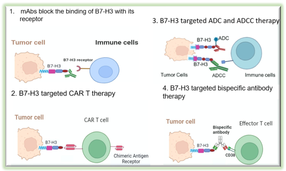 中国医科大学研究者总结了免疫检查点B7-H3（CD276）研究和药物开发的新前沿