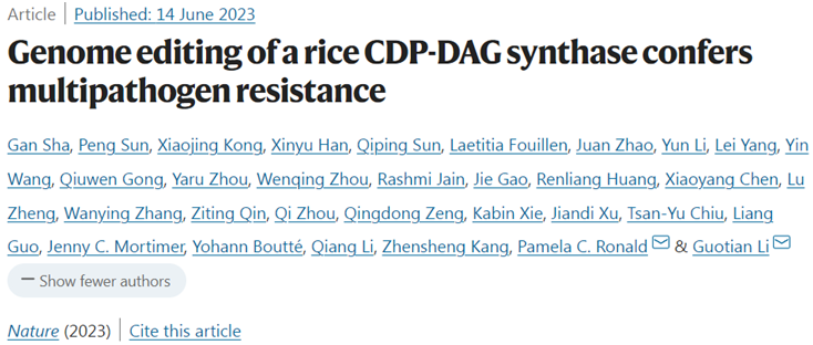 Nature：中美科学家联手利用基因组编辑工具CRISPR-Cas构建出抗病的水稻品系