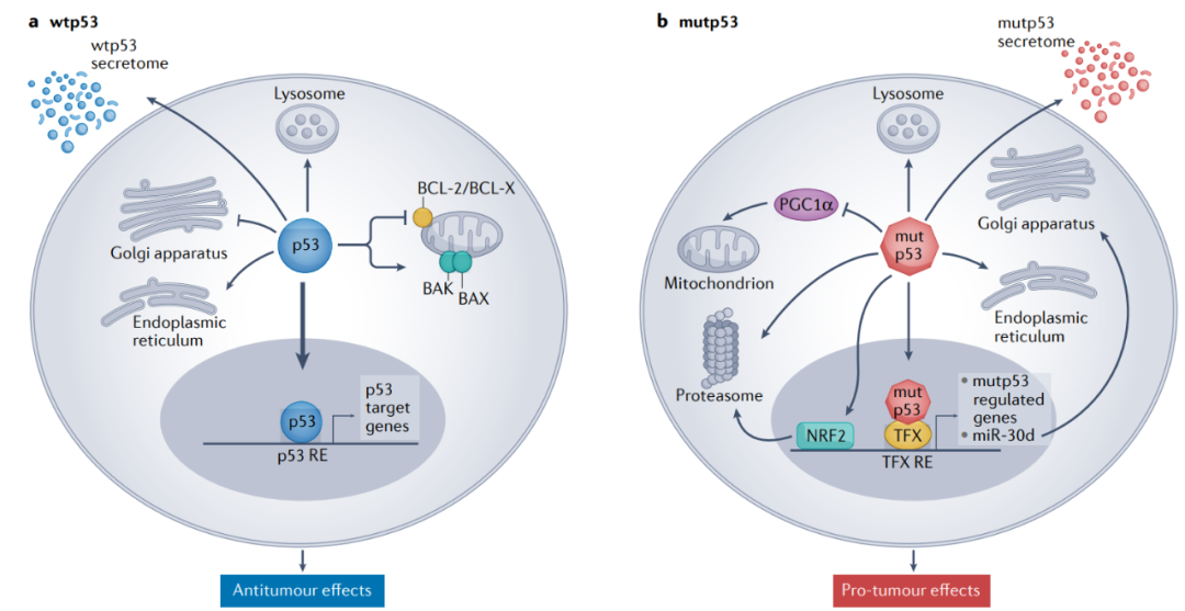Nature系列综述：靶向p53的癌症治疗研究进展