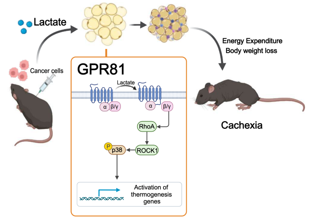 Nature子刊：肖瑞平团队发现，癌症导致的体重减轻或由乳酸驱动